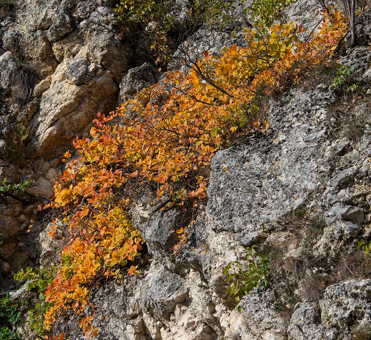 an der Staatzer Klippe